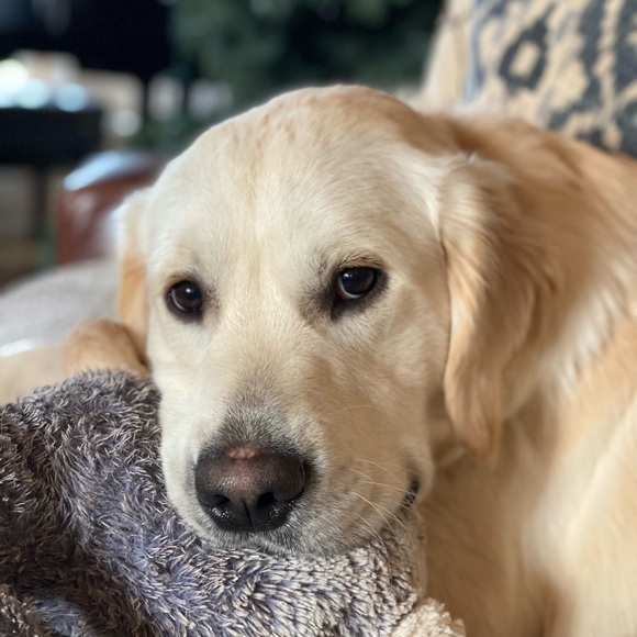 Meet your Posher, Aubrey - Picture 7 of 8